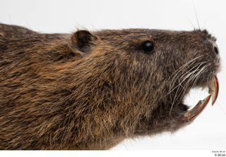 Nutria head 0006.jpg